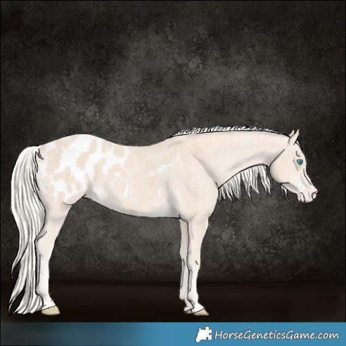 Horse Color:Cremello Appaloosa 