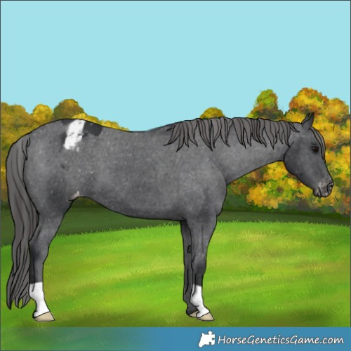 Horse Color:Black Appaloosa 
