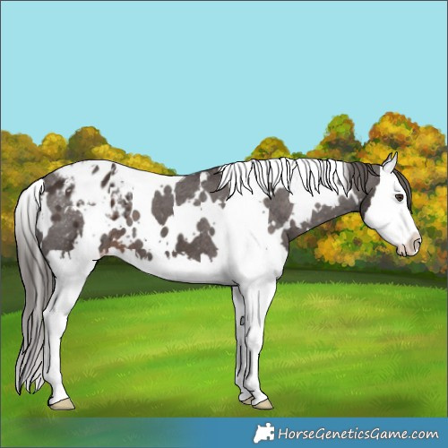 Horse Color:White Spotted Liver Chestnut Splash Appaloosa 