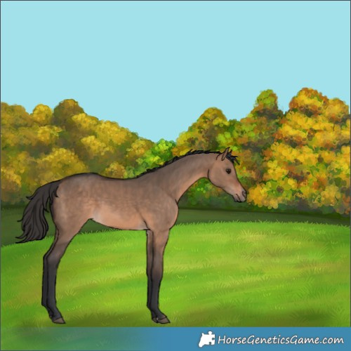 Horse Color:Brown Dun  and Bay Dun 
