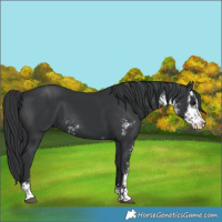 Horse Color:Black Sabino
