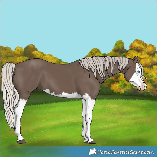 Horse Color:Silver Black Splash 
