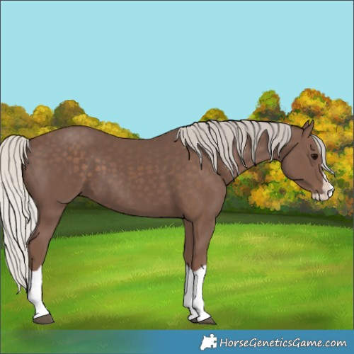 Horse Color:Silver Black Splash