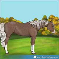 Horse Color:Silver Black Splash 