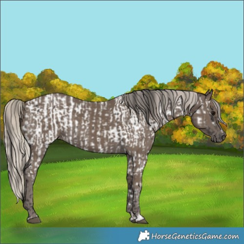 Horse Color:Smoky Black Appaloosa and Silver Smoky Black