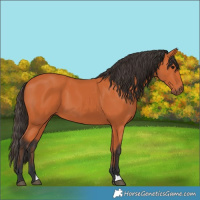 Horse Color:Bay 
