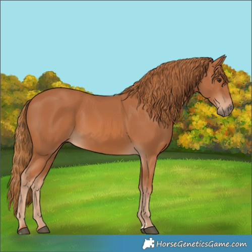 Horse Color:Chestnut 