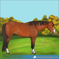 Horse Color:Bay 