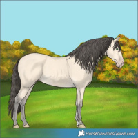 Horse Color:Amber Cream Champagne 