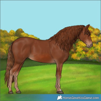 Horse Color:Chestnut 