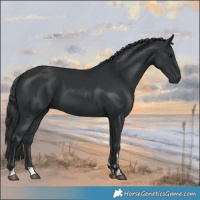 Horse Color:Black 