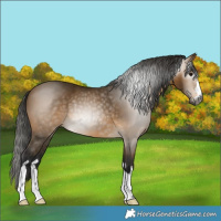 Horse Color:Gray Buckskin 