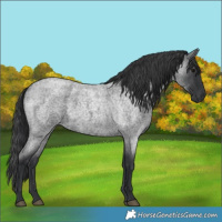 Horse Color:Blue Roan 