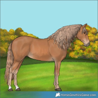 Horse Color:Chestnut 