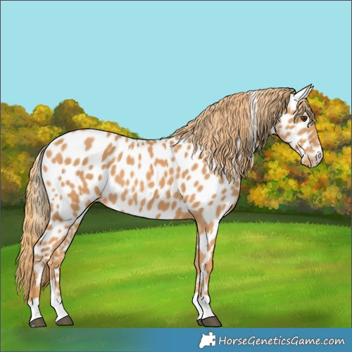 Horse Color:Chestnut Appaloosa