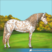 Horse Color:Chestnut Near Leopard 