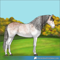 Horse Color:White Spotted Bay 