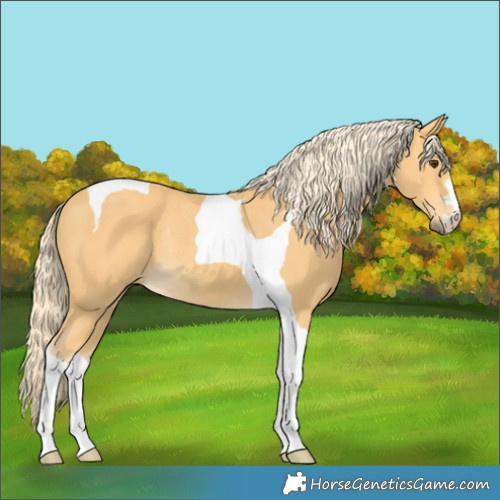 Horse Color:Palomino Tobiano Rabicano 