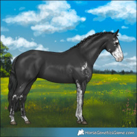 Horse Color:Black Sabino 