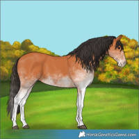 Horse Color:White Spotted Bay 