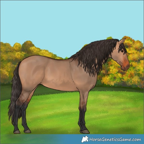 Horse Color:Bay Dun