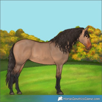 Horse Color:Bay Dun 