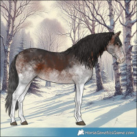 Horse Color:White Spotted Brown 