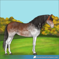 Horse Color:White Spotted Bay 