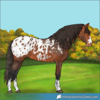 Horse Color:Bay Blanket and Bay Blanket