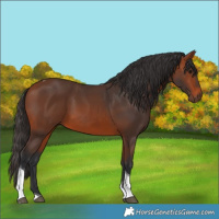 Horse Color:Bay Tobiano 