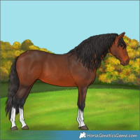 Horse Color:Bay Tobiano