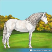Horse Color:Perlino Sabino and Perlino Sabino