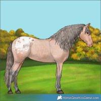 Horse Color:Bay Blanket