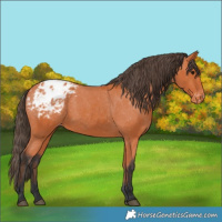 Horse Color:Bay Appaloosa 