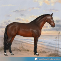 Horse Color:Gray Bay 