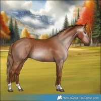 Horse Color:Gray Chestnut 