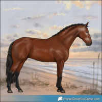 Horse Color:Gray Bay 