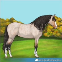 Horse Color:Bay Roan Dun 