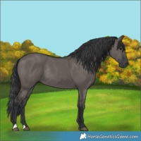 Horse Color:Grullo Rabicano 