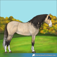 Horse Color:Buckskin Roan Dun Splash