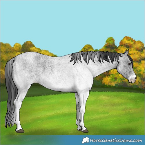 Horse Color:White Spotted Blue Roan