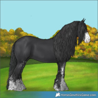 Horse Color:Black Sabino 