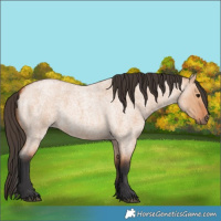Horse Color:Bay Roan Dun 
