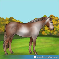 Horse Color:Gray Chestnut 