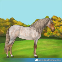 Horse Color:Chocolate Palomino Roan Rabicano