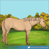 Horse Color:Red Dun 