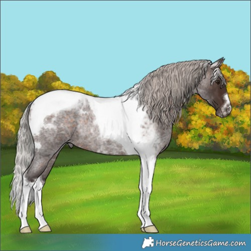 Horse Color:Silver Brown Roan Tobiano Rabicano 