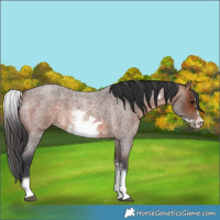 Horse Color:White Spotted Brown Roan Frame 