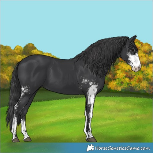 Horse Color:Black Sabino 