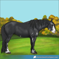 Horse Color:Black Sabino 